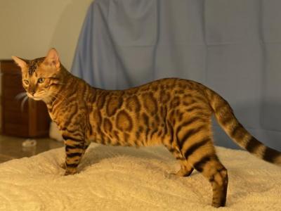 Poseidon Kittens - Bengal - Gallery Photo #1