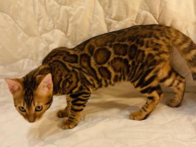 Venus Kittens - Bengal - Gallery Photo #1