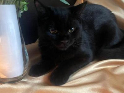 Kayla - Domestic - Gallery Photo #1