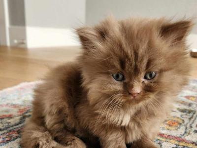 Waiting List For Scottish Kittens Is Open - Scottish Fold - Gallery Photo #1