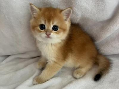 Milo - British Shorthair - Gallery Photo #1