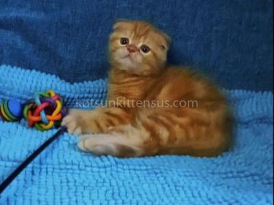 Cheetos Flame Orange Red Scottish Fold Boy - Scottish Fold - Gallery Photo #1