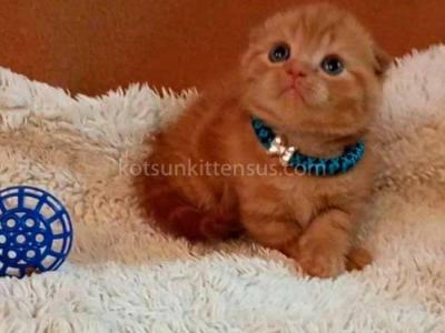Phoenix Red Flame Orange Scottish Fold Baby Boy - Scottish Fold - Gallery Photo #1