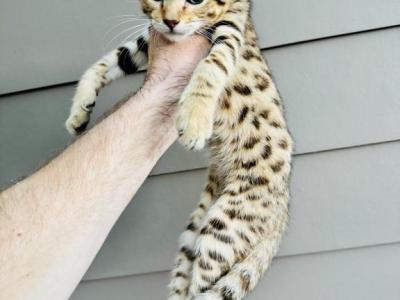 F2 Savannah Lynx Jungle Cat - Savannah - Gallery Photo #1