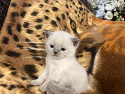 British Shorthair Kittens - British Shorthair - Gallery Photo #1