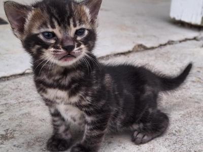 Darth Aka BlackieRESERVED - Bengal - Gallery Photo #1