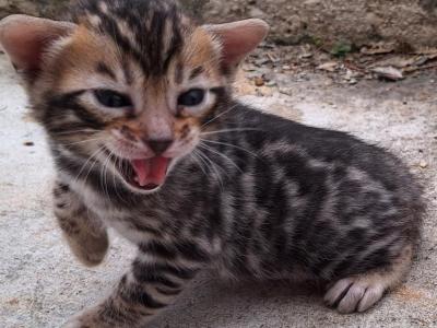 Danny Aka BrownieNOTavailable - Bengal - Gallery Photo #1