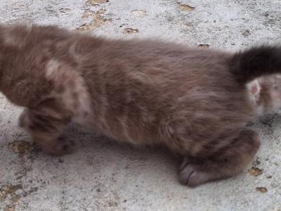 Belle RESERVED - Bengal - Gallery Photo #1