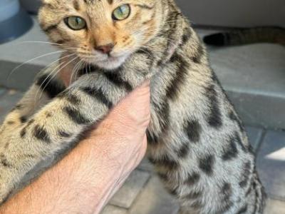 F2 Savannah Hybrid - Savannah - Gallery Photo #1