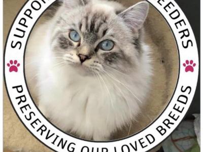 Heather And Oriely - Ragdoll - Gallery Photo #1