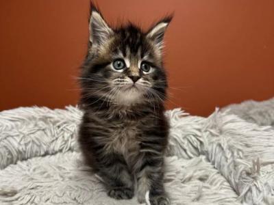 Mainecoon Pedigree Purebred - Maine Coon - Gallery Photo #1