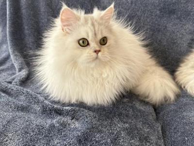 Pancake - Persian - Gallery Photo #1
