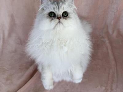 Cupcake - Persian - Gallery Photo #1