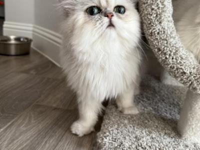 Duhovka - Persian - Gallery Photo #1