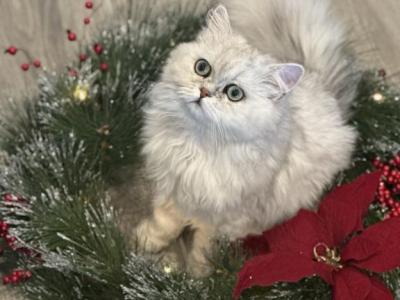 Cashmere - Persian - Gallery Photo #1