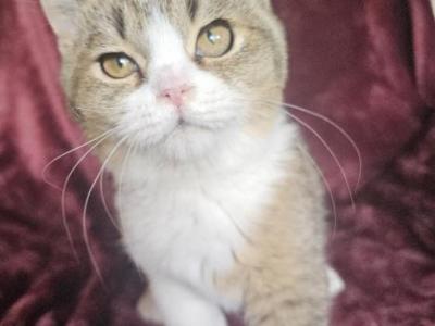 Charlie - Scottish Straight - Gallery Photo #1