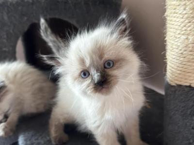 Liliy - Siamese - Gallery Photo #1