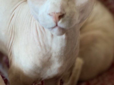 Delta - Sphynx - Gallery Photo #1