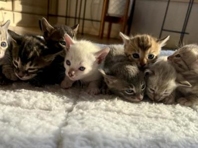 TICA Registered Kittens - Bengal - Gallery Photo #1