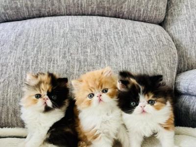 Persian Females - Persian - Gallery Photo #1