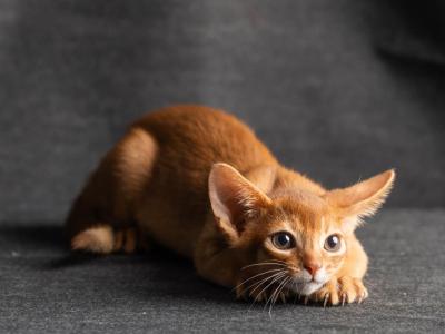 Tig - Abyssinian - Gallery Photo #1