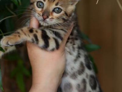 Butterfly - Bengal - Gallery Photo #1