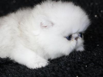 Dazzle M Persians - Persian - Gallery Photo #1