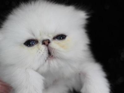 Silver Persians - Persian - Gallery Photo #1