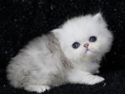 Exotic Shorthair - Exotic - Gallery Photo #1