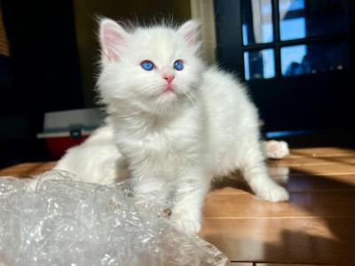 KING George - Ragdoll - Gallery Photo #1