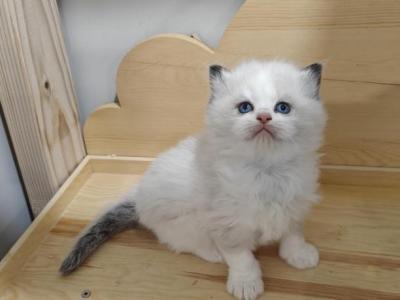 Bicolor Ragdoll Male Kitten - Ragdoll - Gallery Photo #1