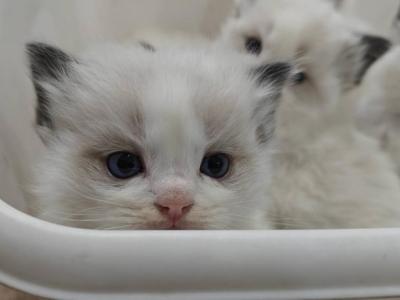 Bicolor Kitten Boy - Ragdoll - Gallery Photo #1