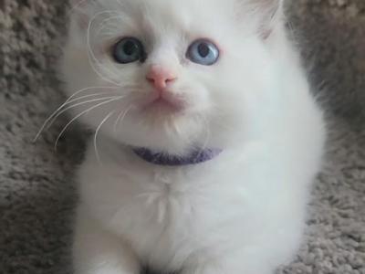 April 25 - Ragdoll - Gallery Photo #1