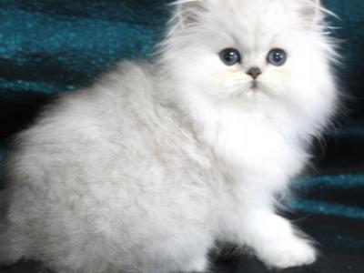 Chinchilla Silver Kittens - Persian - Gallery Photo #1