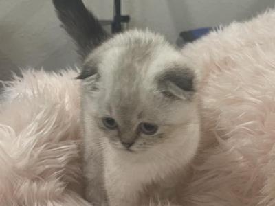 Zarra - Scottish Fold - Gallery Photo #1