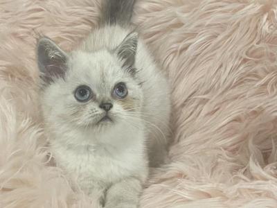 Lika - Scottish Straight - Gallery Photo #1