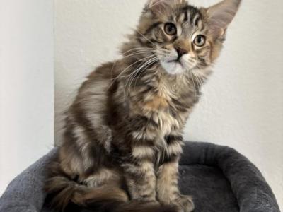 Maine Coons Available Today - Maine Coon - Gallery Photo #1