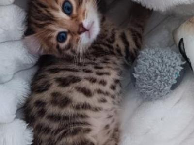 BENGAL - Bengal - Gallery Photo #1