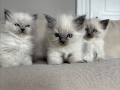Ragdoll Litter - Ragdoll - Gallery Photo #1