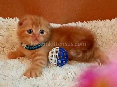 Baby Girl Paganini Flame Orange Red Scottish Fold - Scottish Fold - Gallery Photo #1