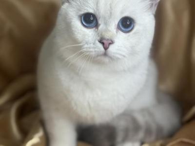 Nelson - British Shorthair - Gallery Photo #1