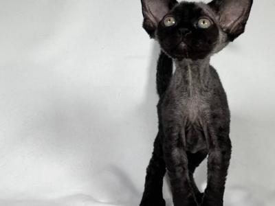 Onyx - Devon Rex - Gallery Photo #1