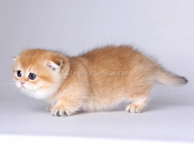 Mini Boy Golden ScottishKilt Munchkin Fold - Munchkin - Gallery Photo #1