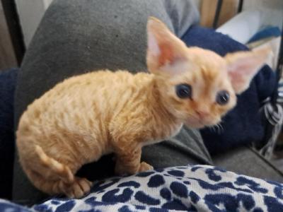 Stevie - Devon Rex - Gallery Photo #1