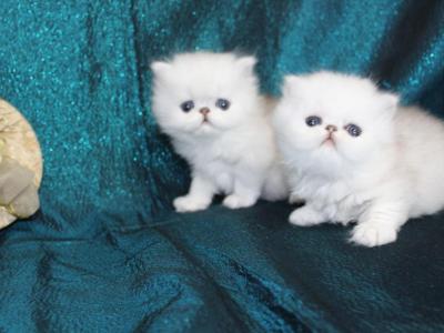 Chinchilla Silver - Persian - Gallery Photo #1