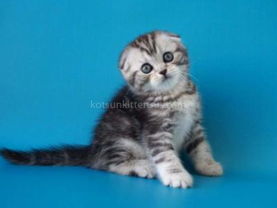 Pelageya Butterfly Tabby Marble Girl Scottish Fold - Scottish Fold - Gallery Photo #1