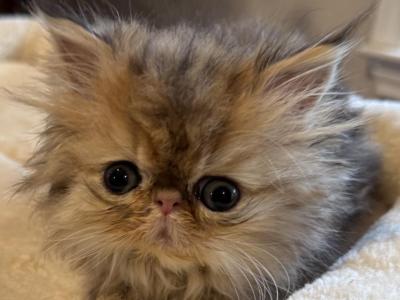 Celestial Chesara - Persian - Gallery Photo #1