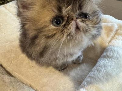 Celestial Sylvester - Persian - Gallery Photo #1