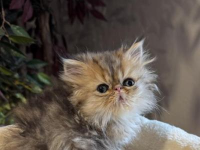 Celestial Diana - Persian - Gallery Photo #1