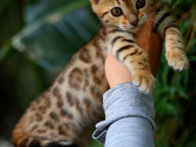 Sassy - Bengal - Gallery Photo #1
